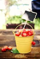 Full iron bucket with ripe pink cherry photo