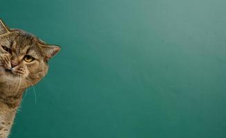 Funny muzzle of an adult straight-eared Scottish cat on the background of a green-chalk board photo