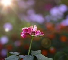 pink bud of a withered rose in a garden photo