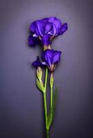 Blue iris on a black surface, photo