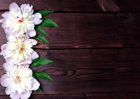 Three pink peony on a brown wooden background photo
