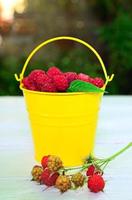 Ripe red raspberries in a yellow iron bucket photo