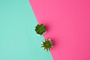 two ceramic pots with plants on a pink background, copy space photo