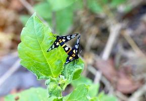 Two orange spotted moths mating on a leaf.soft and selective focus. photo