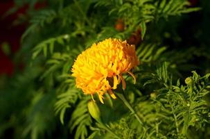 native marigold bush Buddhists like to bring flowers to string garlands to worship monks and sacred things according to their beliefs. soft and selective focus. photo