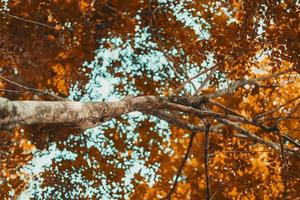 la madera marrón y las ramas de un árbol de pie en la jungla foto
