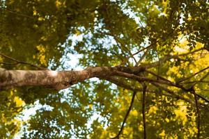 la madera marrón y las ramas de un árbol de pie en la jungla foto