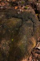 The Big rock with the dead leaves on the ground inside the forest photo