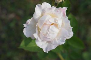 hermosa rosa blanca en el árbol dale a tu amante el día de san valentín. foto