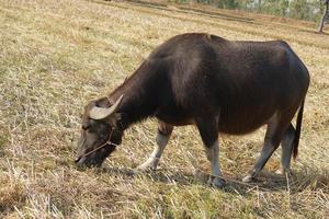 búfalo tailandés caminando y pastando en los campos de arroz foto