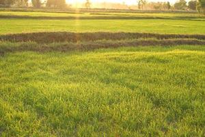 hermoso arroz verde fuera de temporada para producir un alto precio foto