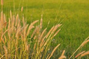 Grass flowers blooming in the rice field background photo