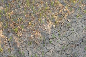 Rice stalks in the dry ground cracked photo