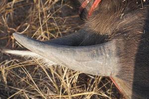 Buffalo horn background in Thailand photo