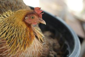 gallina marrón incubando huevos en el nido foto