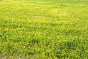 hermoso arroz verde fuera de temporada para producir un alto precio