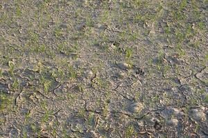 Rice stalks in the dry ground cracked photo