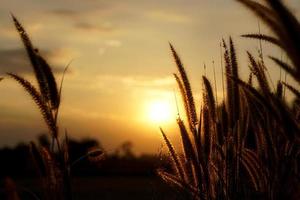 silueta flores hierba atardecer fondo foto