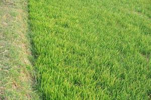 beautiful green rice in the off-season in order to produce a high price photo