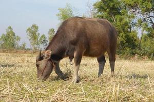 búfalo tailandés caminando y pastando en los campos de arroz foto