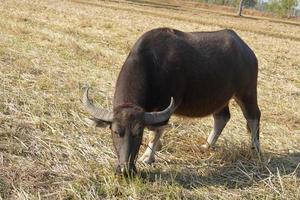 búfalo tailandés caminando y pastando en los campos de arroz foto