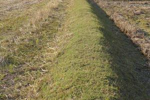 green grass path in the field photo