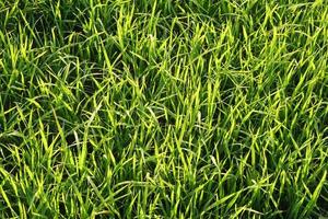beautiful green rice in the off-season in order to produce a high price photo