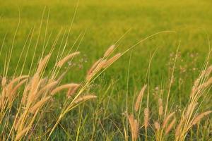 Grass flowers blooming in the rice field background photo