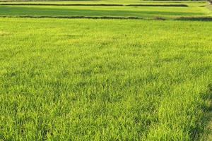 beautiful green rice in the off-season in order to produce a high price photo