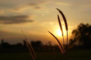 silueta flores hierba atardecer fondo foto