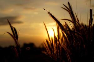 silhouette flowers grass sunset background photo