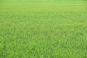 beautiful green rice in the off-season in order to produce a high price photo
