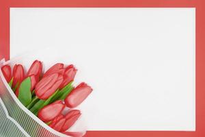 Bouquet of spring red tulips on white paper background. International women's, Valentine, Mother's day, 8 March, birthday. Copy space photo