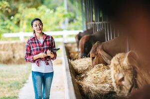 Asian young farmer woman with tablet pc computer and cows in cowshed on dairy farm. Agriculture industry, farming, people, technology and animal husbandry concept. photo