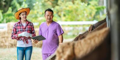 Asian young farmer woman and man with tablet pc computer and cows in cowshed on dairy farm. Agriculture industry, farming, people, technology and animal husbandry concept. photo