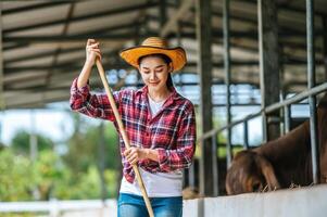 Portrait of Happy young Asian farmer woman sweeping floor at cow farm. Agriculture industry, farming, people, technology and animal husbandry concept. photo