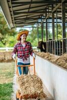 Portrait of Happy Asian farmer woman feeding cows in cowshed on dairy farm. Agriculture industry, farming, people, technology and animal husbandry concept. photo