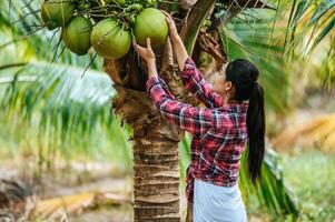 Portrait of Happy Asian farmer woman check quality of coconut in farm and showing natural fruit hanging on palm tree. Agricultural and technology concepts. photo