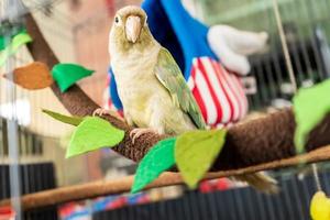 Green cheeked parakeet photo