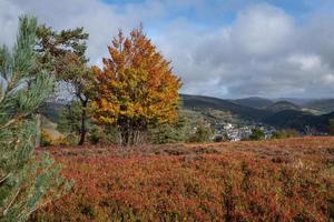 Heather close to Willingen, Landscape of Rothaar Mountains, Sauerland, Germany photo