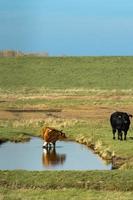 Overview from the wetlands in Burgh-Haamstede, with cows, Zeeland The Netherlands. photo