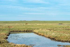 Overview from the wetlands in Burgh-Haamstede, with cows, Zeeland The Netherlands. photo