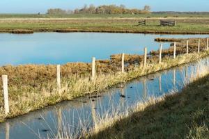 Overview from the wetlands in Burgh-Haamstede, with cows, Zeeland The Netherlands. photo