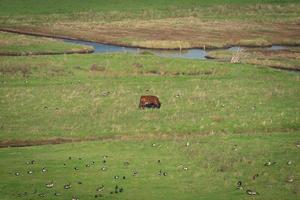 Overview from the wetlands in Burgh-Haamstede, with cows, Zeeland The Netherlands. photo