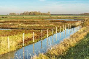 Overview from the wetlands in Burgh-Haamstede, with cows, Zeeland The Netherlands. photo