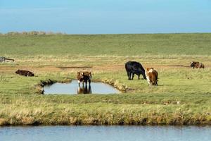 Overview from the wetlands in Burgh-Haamstede, with cows, Zeeland The Netherlands. photo