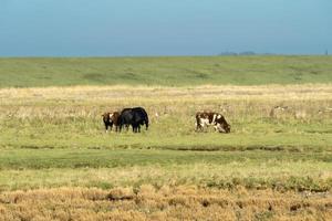 Overview from the wetlands in Burgh-Haamstede, with cows, Zeeland The Netherlands. photo