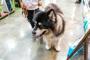 The dog standing photo