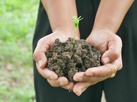 Young green trees in the hands of young women photo