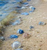 medusas vivas y muertas en la orilla del mar negro en un día de verano